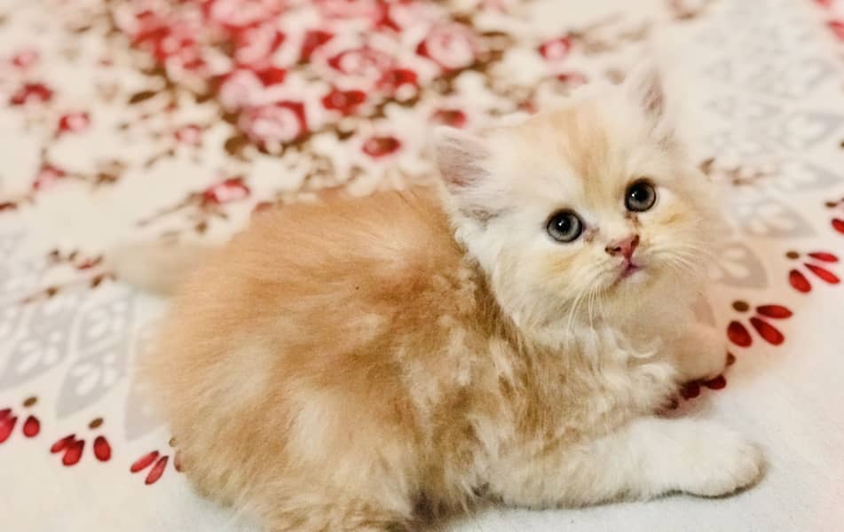 Persian kittens 7