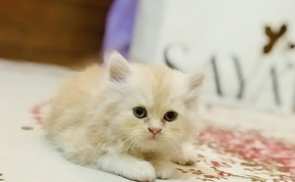 Persian kittens — photo 9