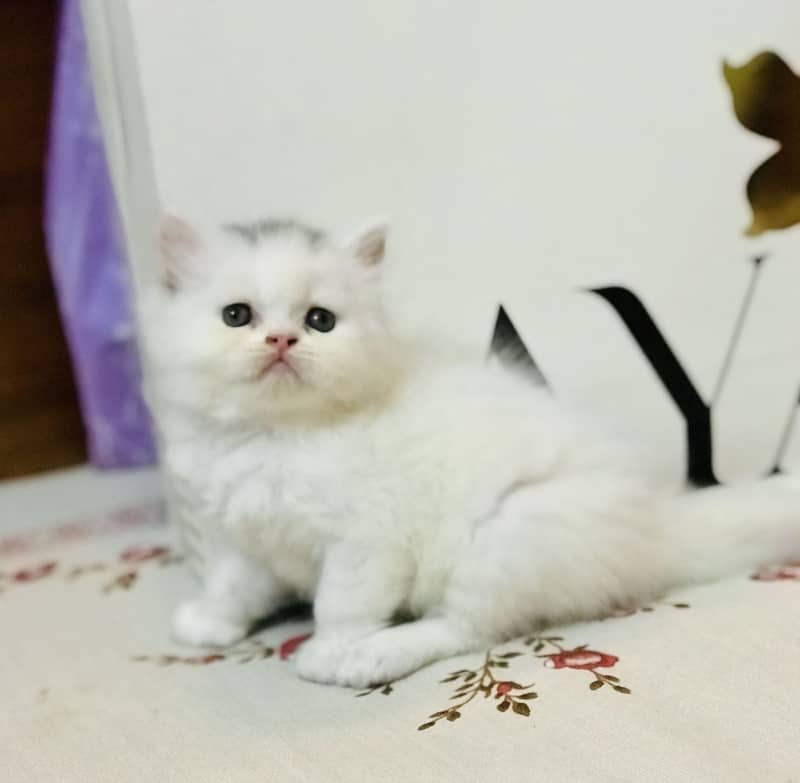 Persian kittens 9