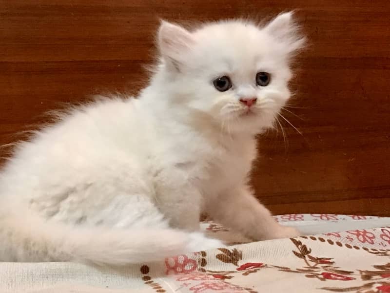 Persian kittens 11