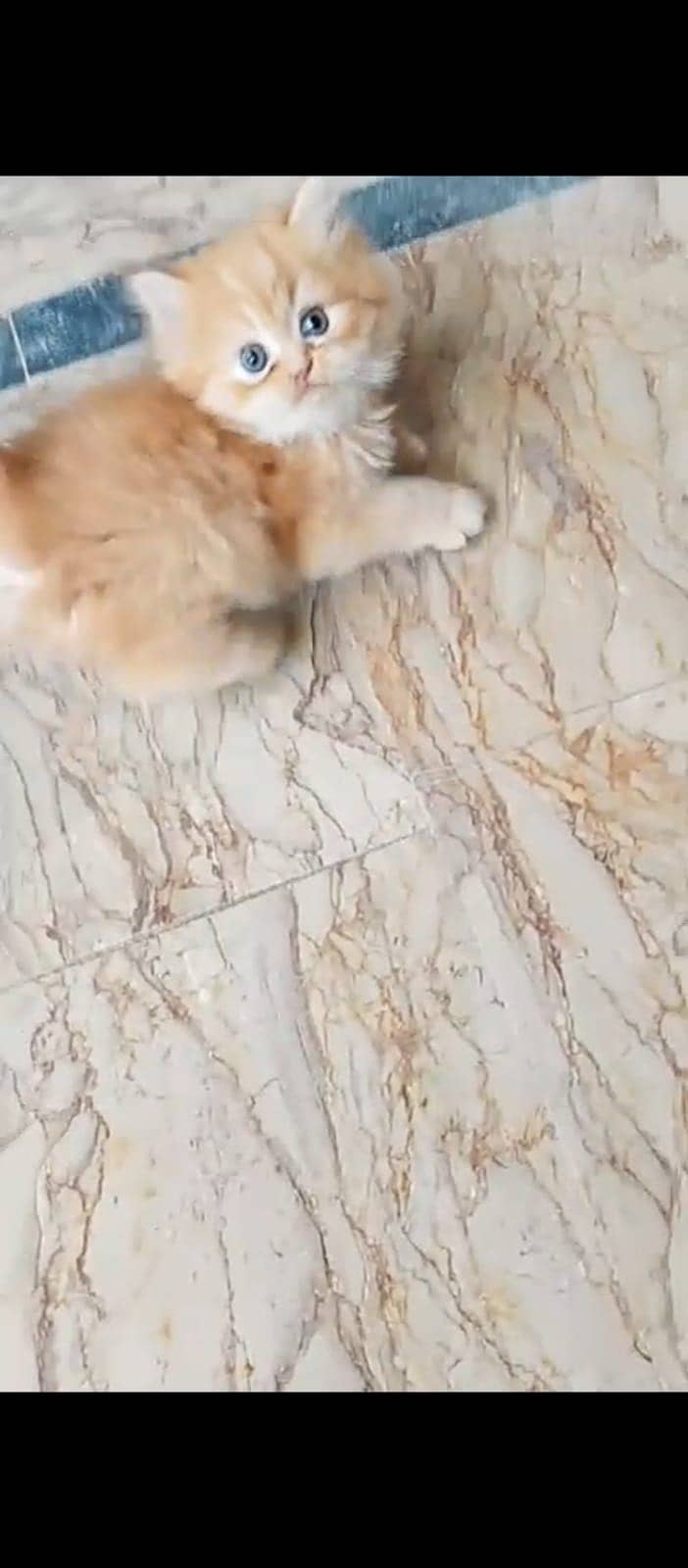 Persian kittens 14
