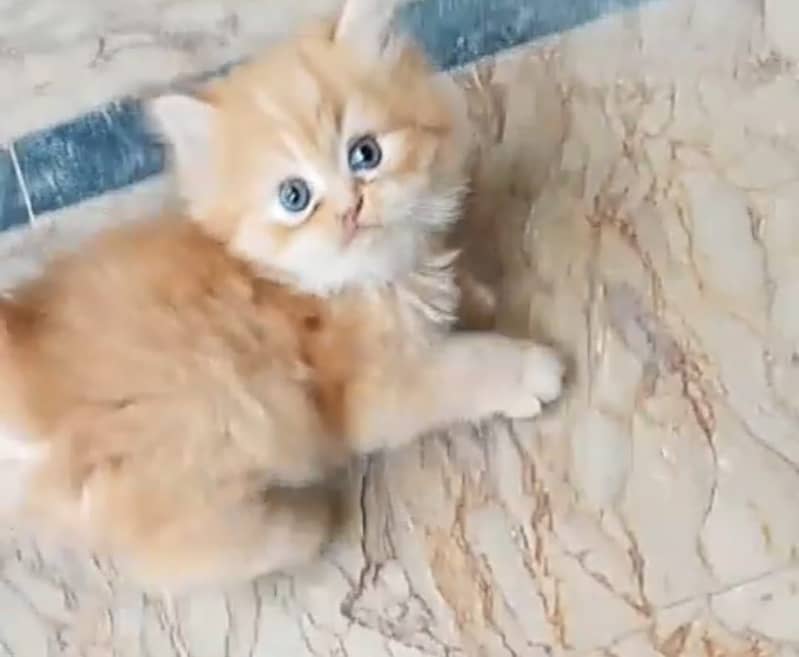 Persian kittens 15
