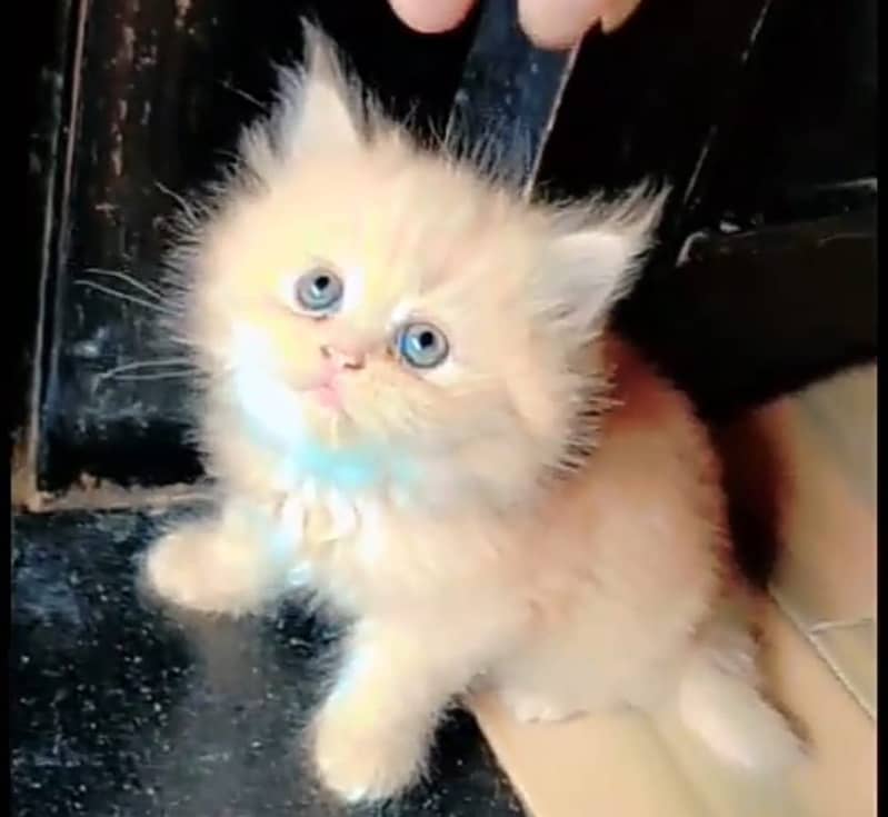 Persian kittens 16
