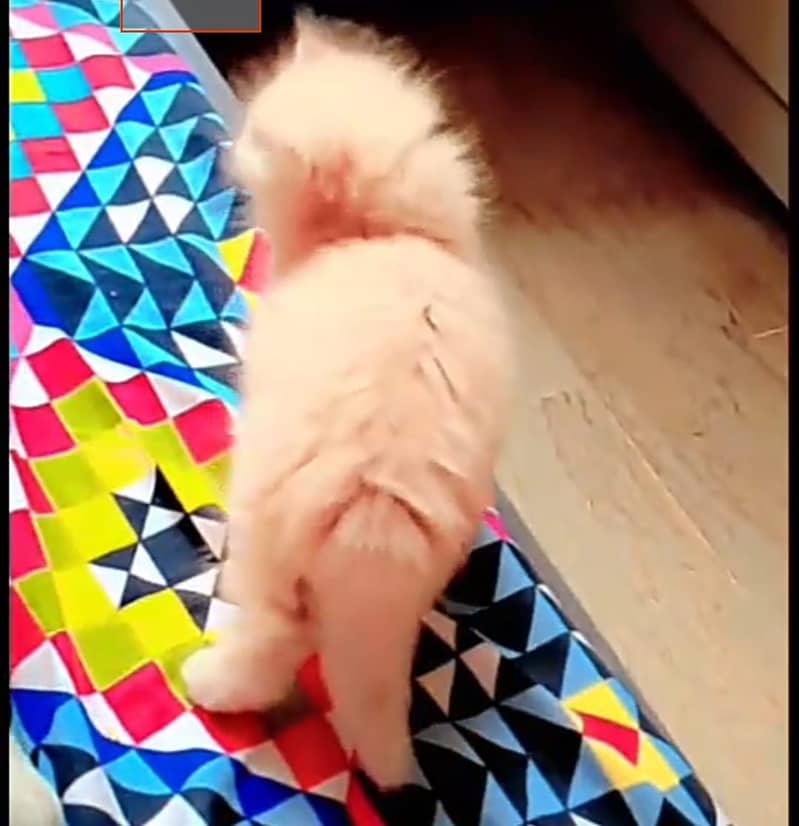 Persian kittens 19