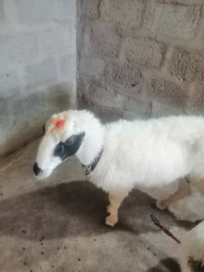 sheep for sale only haqeeqa