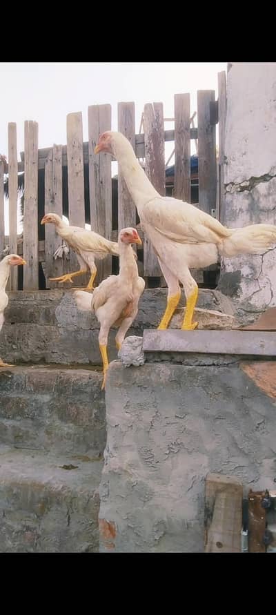 shamo phaty