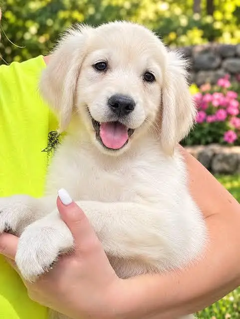 TOP QUALITY GOLDEN RETRIEVER MALE PUPPY AVAILABLE FOR SALE — photo 2