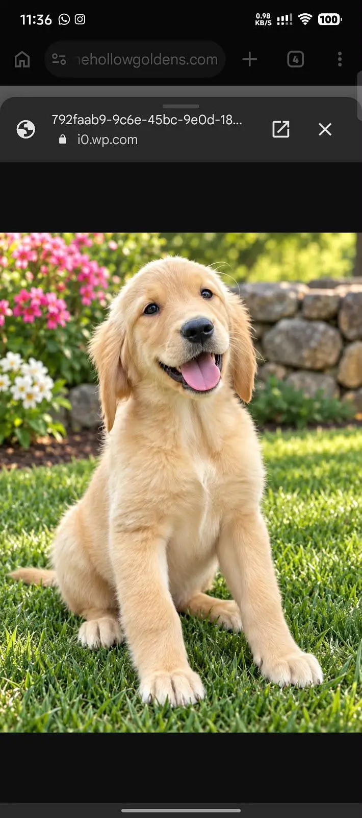 TOP QUALITY GOLDEN RETRIEVER MALE PUPPY AVAILABLE FOR SALE — photo 3