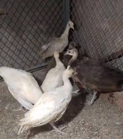Peacock Chicks