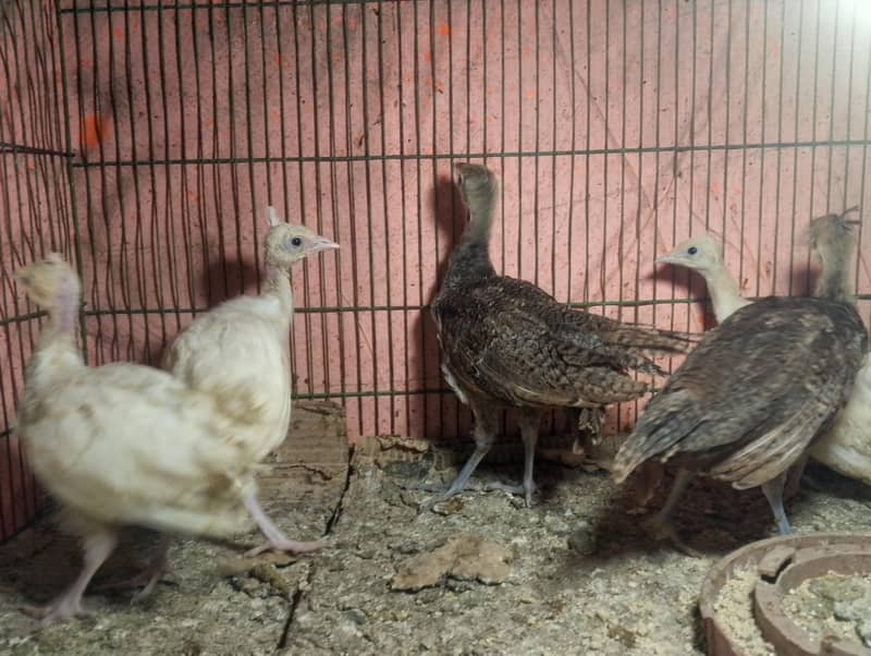 Peacock Chicks 2