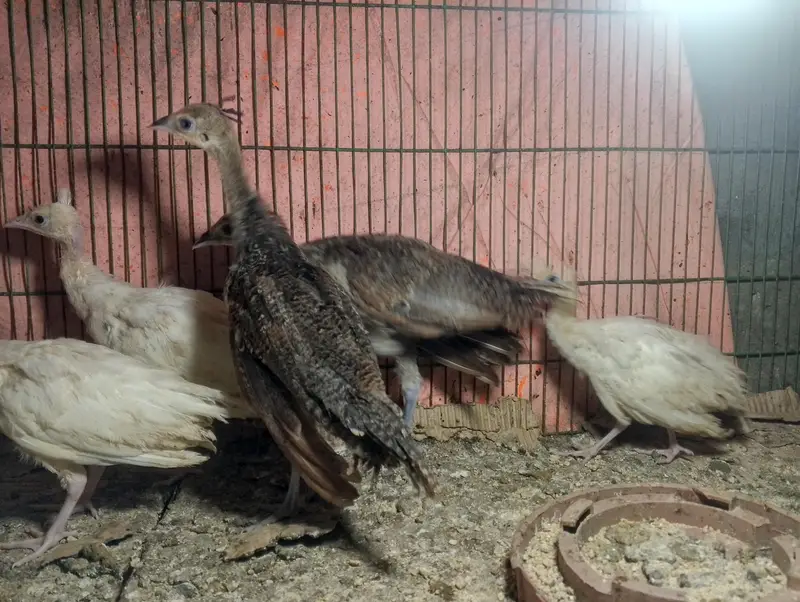 Peacock Chicks — photo 4