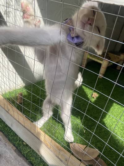 Persian kitten with full setup cage And cat play Area And Toys