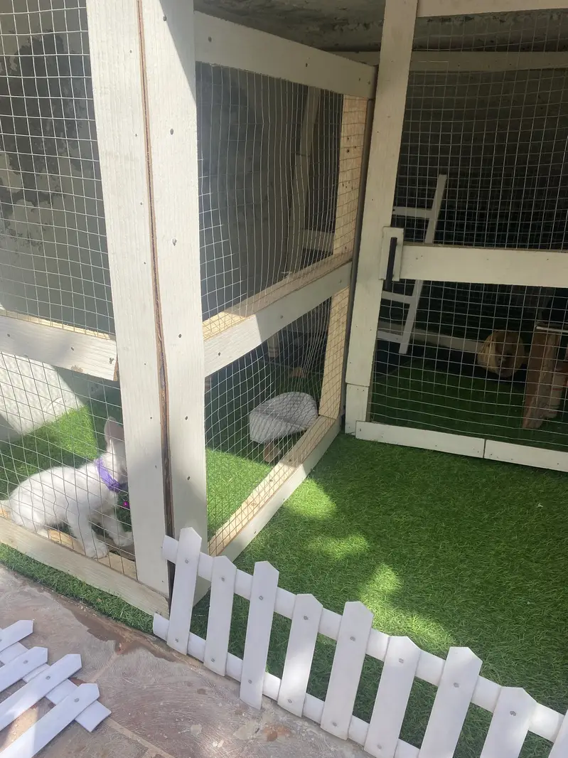 Persian kitten with full setup cage And cat play Area And Toys — photo 2