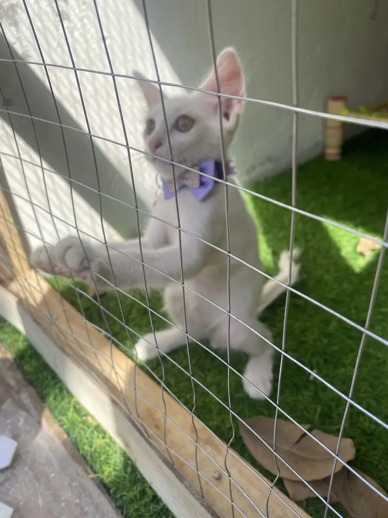 Persian kitten with full setup cage And cat play Area And Toys — photo 3