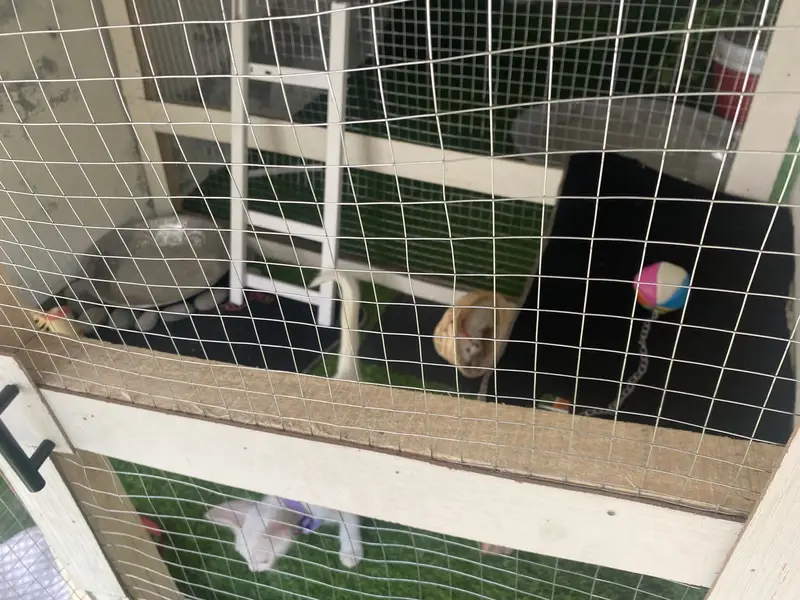 Persian kitten with full setup cage And cat play Area And Toys — photo 4
