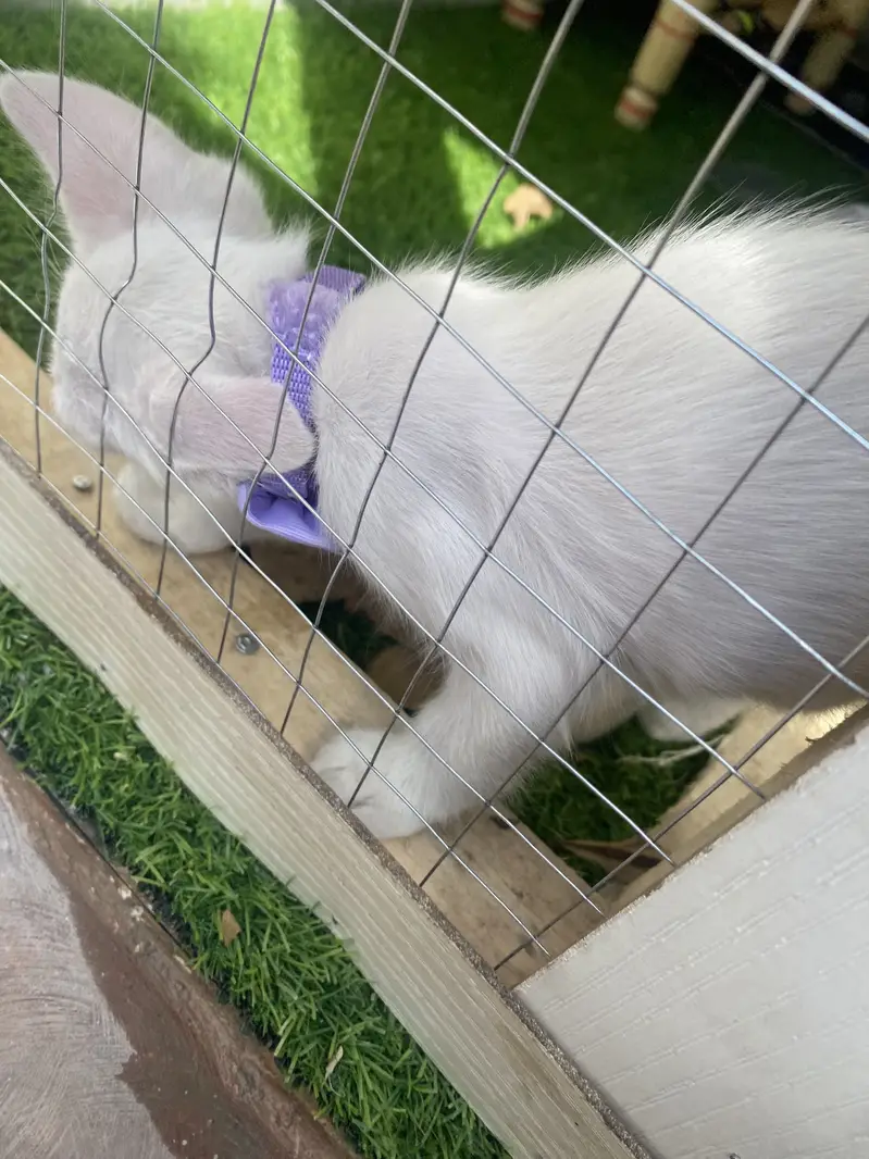 Persian kitten with full setup cage And cat play Area And Toys — photo 5