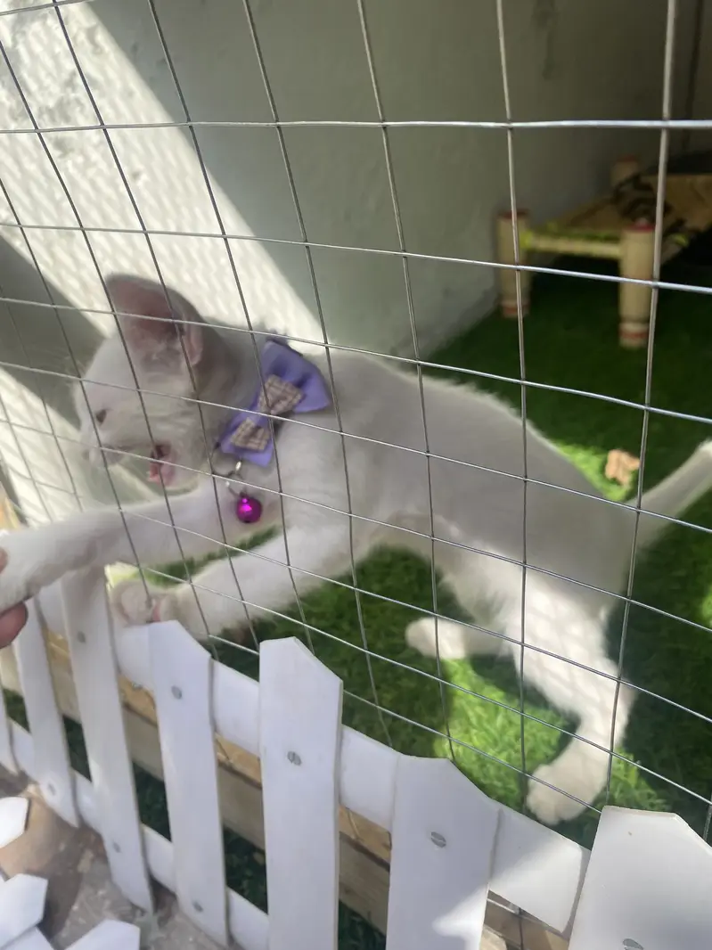 Persian kitten with full setup cage And cat play Area And Toys — photo 6