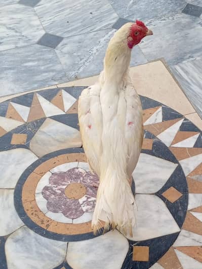 aseel patha for sale