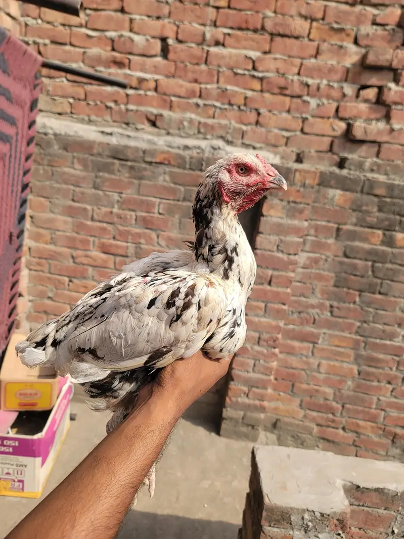 Cheeni Aseel Madi Home Breed — photo 2