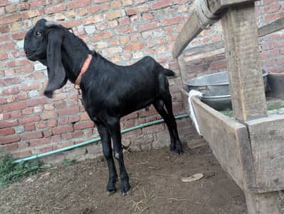Amritsar Nasal Bakra Bakri
