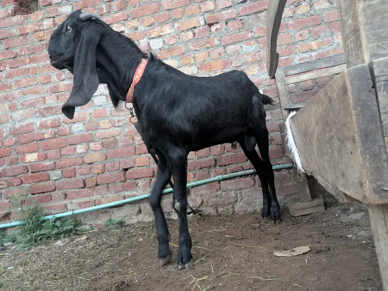 Amritsar Nasal Bakra Bakri — photo 2