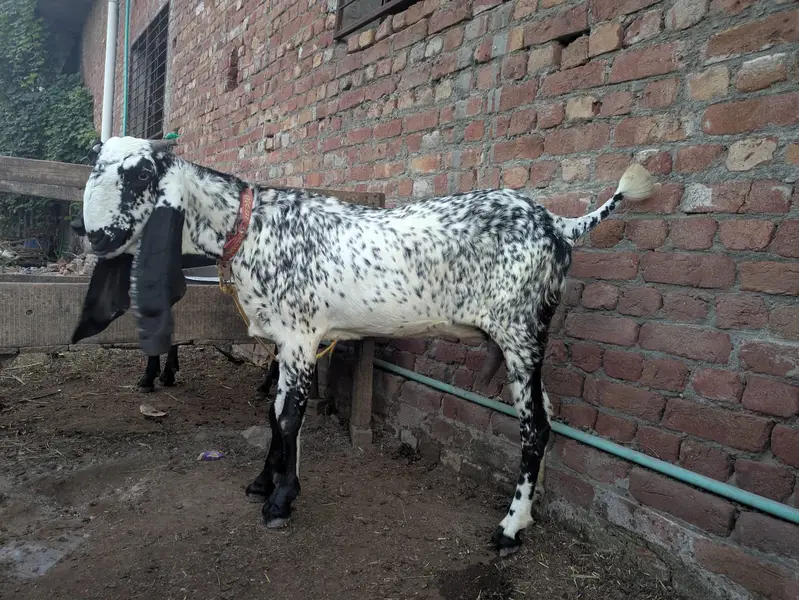 Amritsar Nasal Bakra Bakri — photo 3