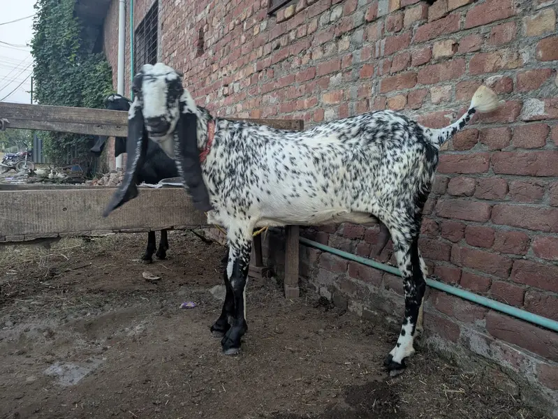 Amritsar Nasal Bakra Bakri — photo 4