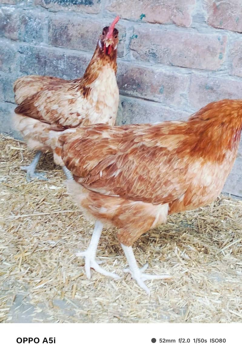 egg laying hens 1