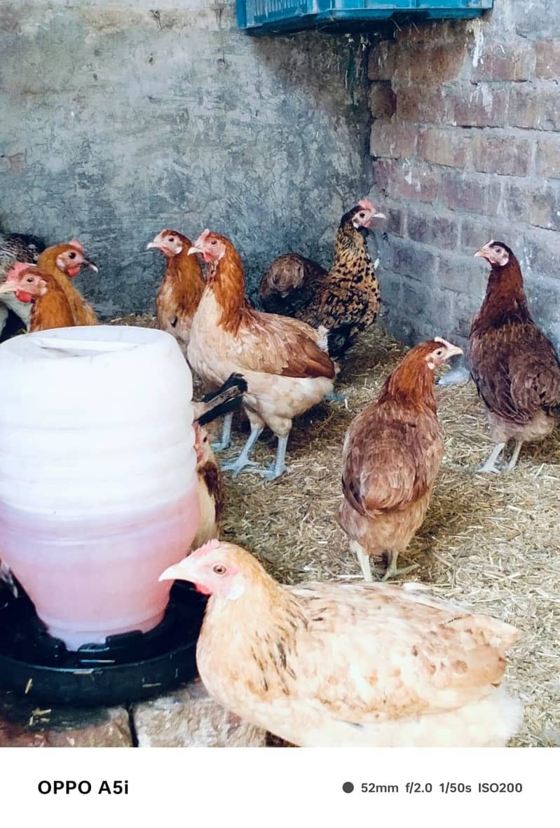 egg laying hens 3