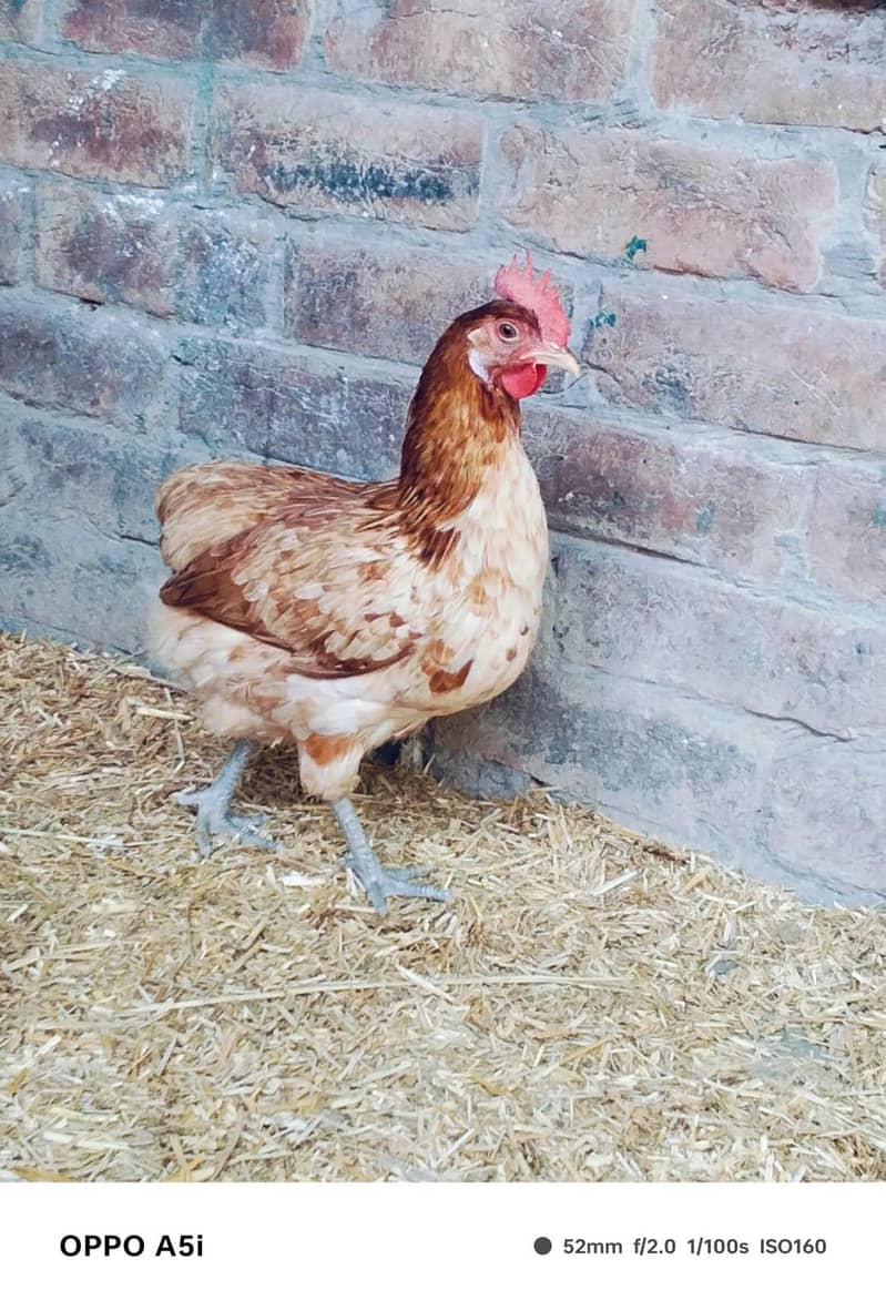 egg laying hens 4