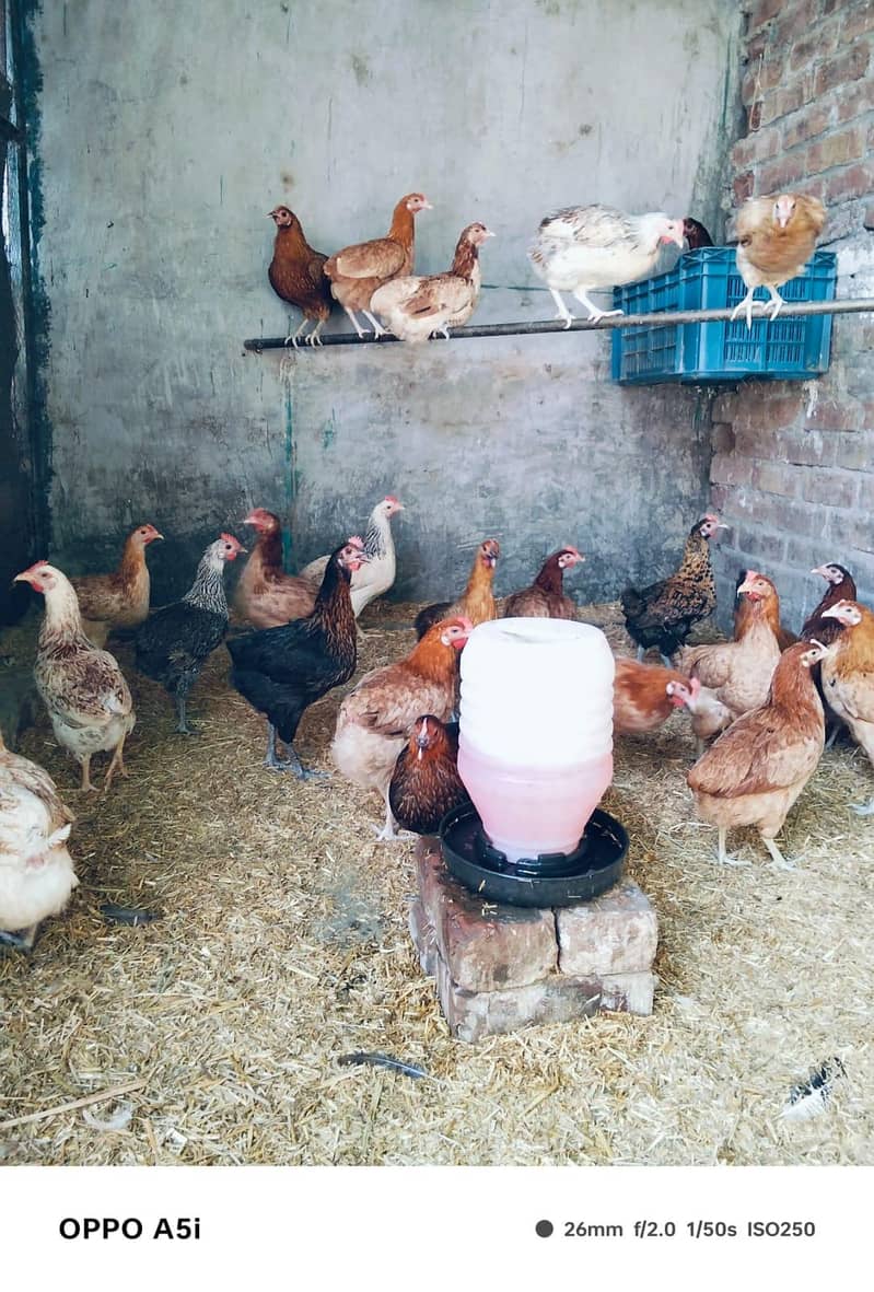 egg laying hens 5