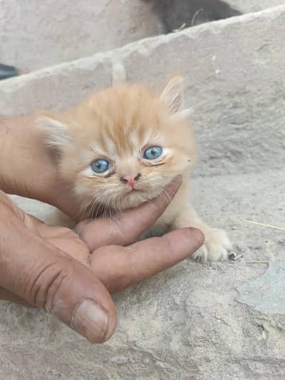 Russian Cat