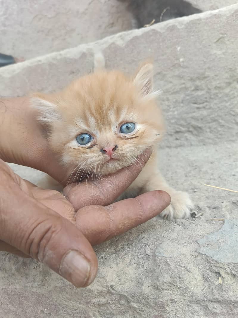 Russian Cat 0