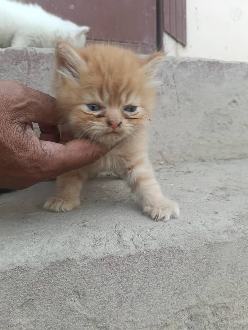 Russian Cat 1