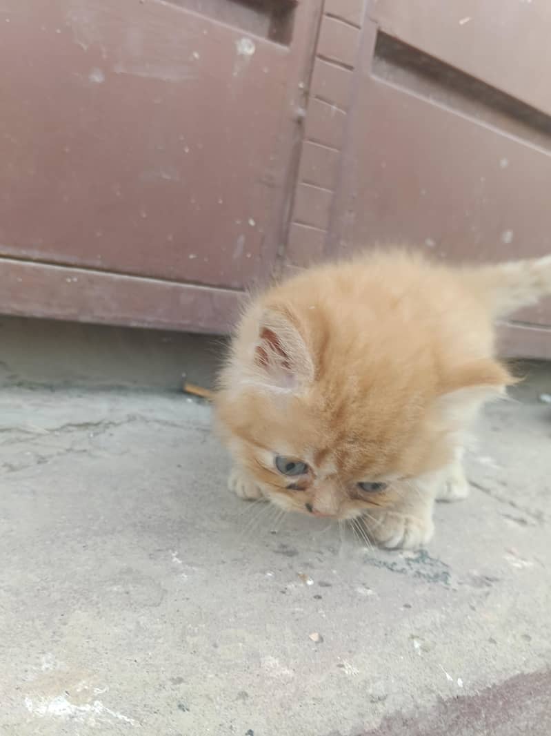 Russian Cat 2