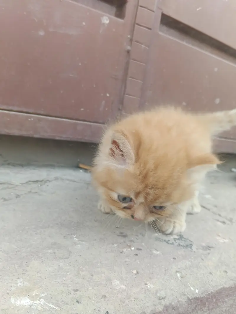 Russian Cat — photo 3