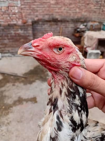 Cheeni Aseel Madi Home Breed