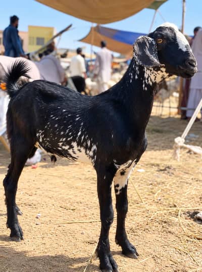 munda cheena tapra bakra