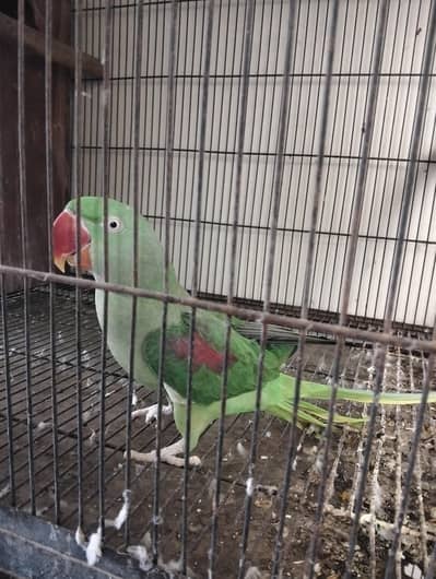 Raa Breeder Pair For Sale