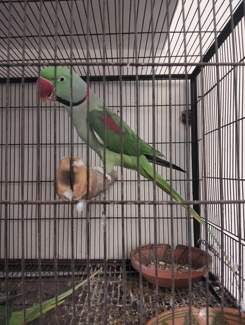 Raa Breeder Pair For Sale — photo 2