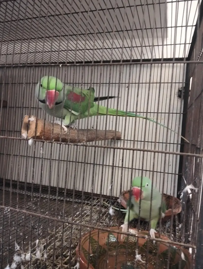 Raa Breeder Pair For Sale — photo 3