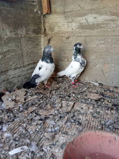 Kabli and karbalai pegion