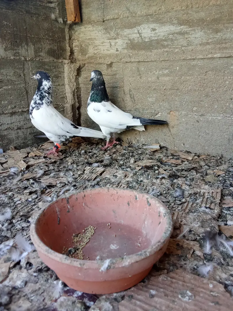 Kabli and karbalai pegion — photo 2