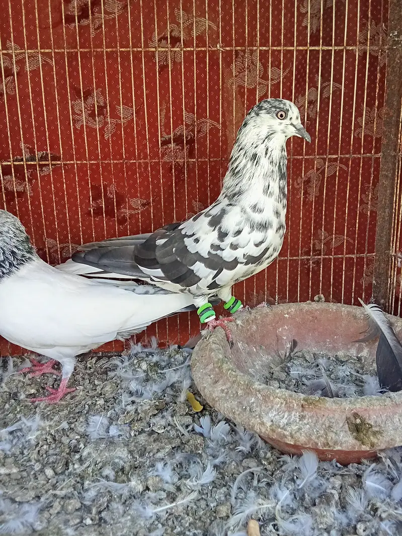 Kabli and karbalai pegion — photo 6