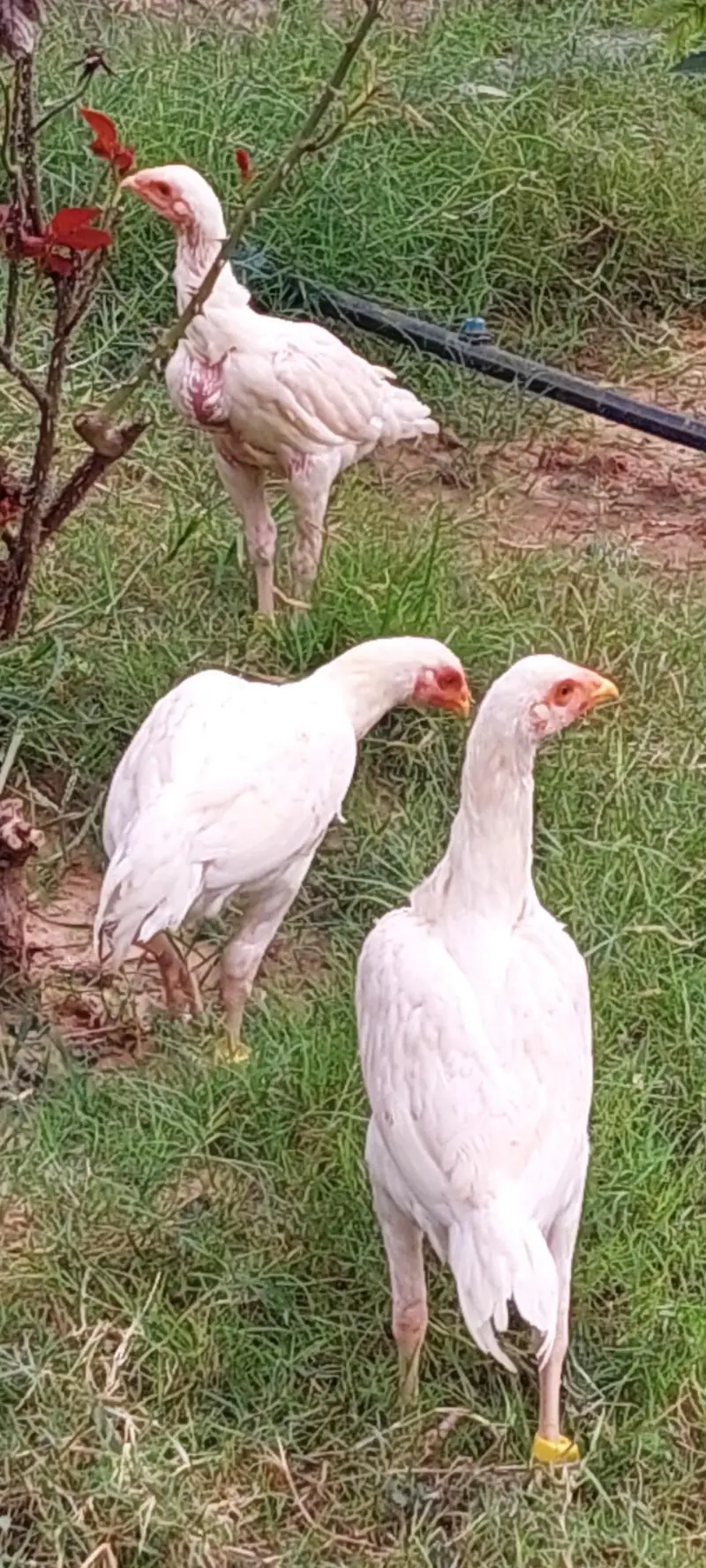 paper white heera aseel  fr sale — photo 2