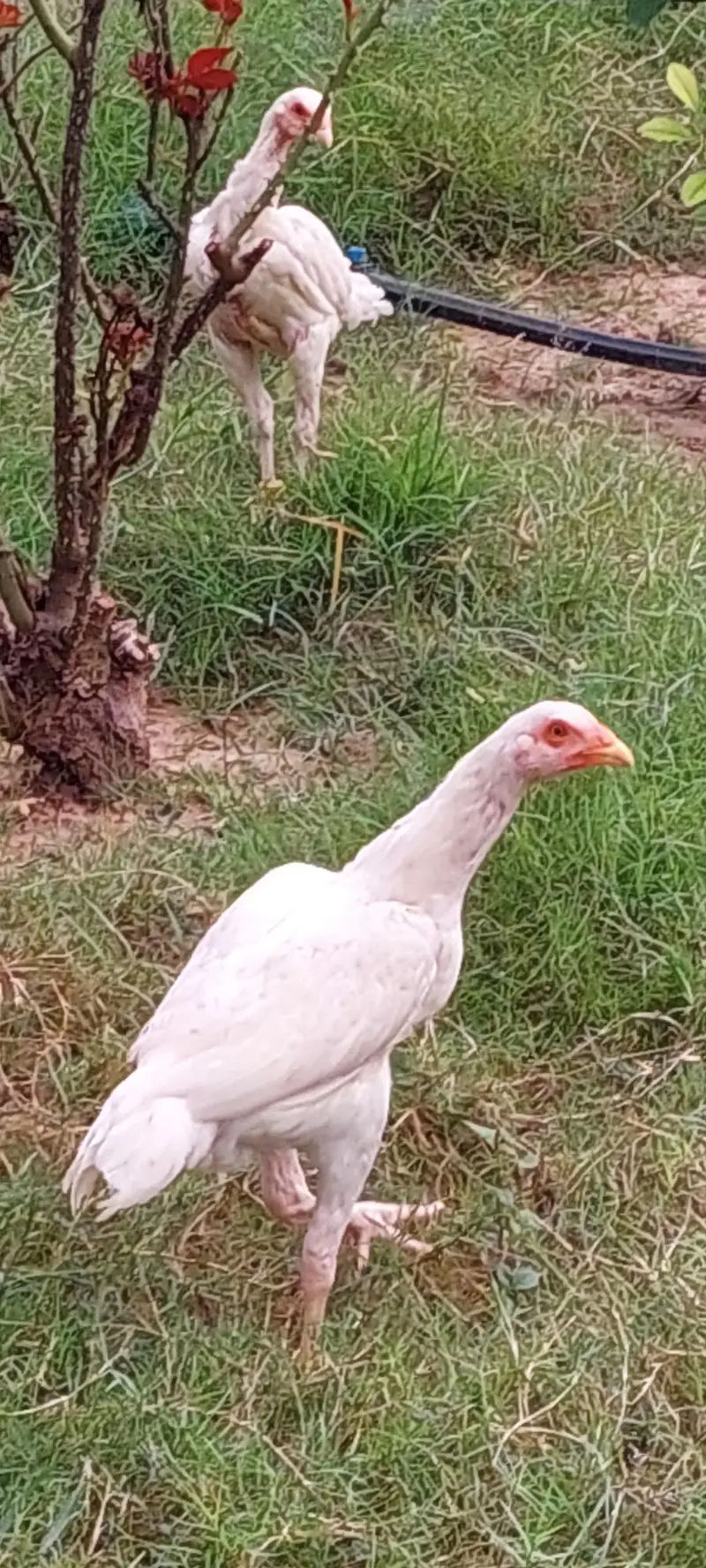 paper white heera aseel  fr sale — photo 3