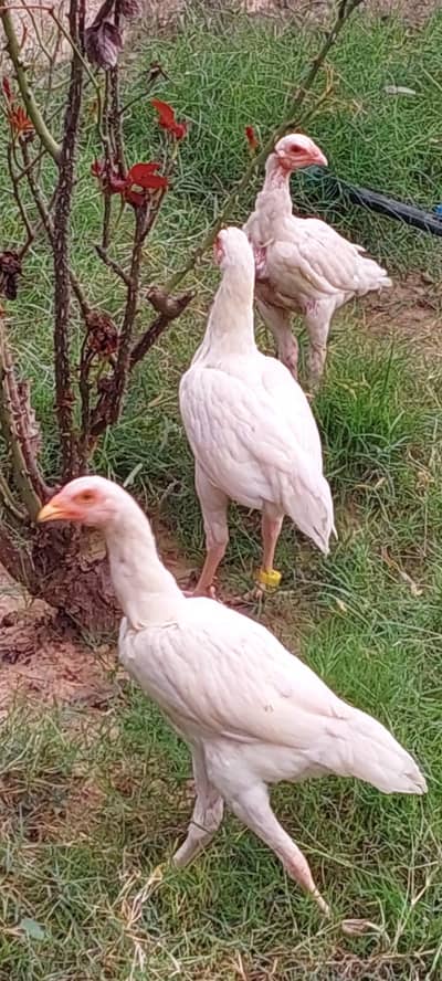 paper white heera aseel  fr sale