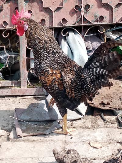 Desi murga/ golden misri murga/ Desi rooster