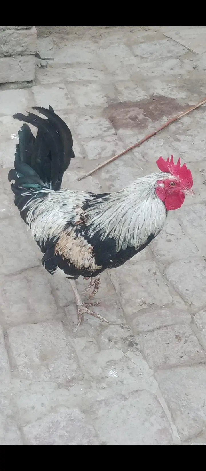 Desi murga/ golden misri murga/ Desi rooster — photo 2