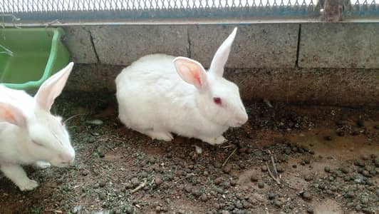red eyes rabbit
